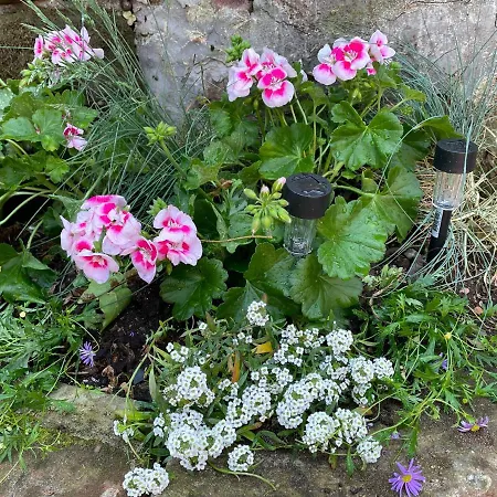 Apartamento Le Terrier Du Katz *