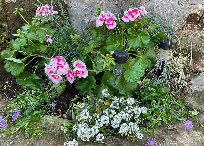 Apartamento Le Terrier Du Katz *